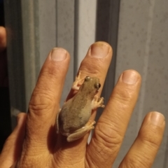 Unidentified Frog (TBC) at Goombungee, QLD - 26 Jan 2022 by sonyam