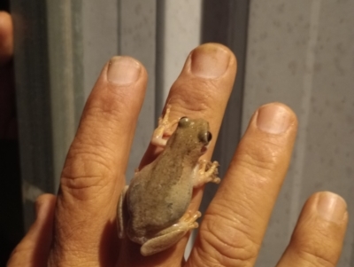 Litoria sp. (species) (TBC) at Goombungee, QLD - 26 Jan 2022 by sonyam