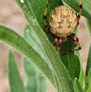 Araneus hamiltoni at Gundaroo, NSW - 6 Mar 2022 05:36 PM