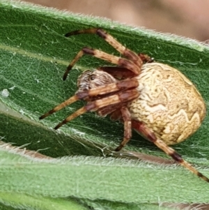 Araneus hamiltoni at Gundaroo, NSW - 6 Mar 2022