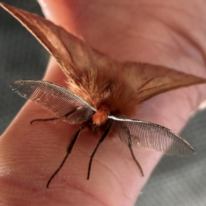 Pterolocera (genus) at Yarrangobilly, NSW - 6 Mar 2022