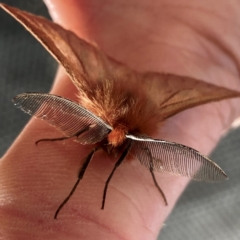 Pterolocera (genus) (Antheliid moth) at Kosciuszko National Park - 5 Mar 2022 by Willcath80