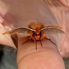 Pterolocera (genus) at Yarrangobilly, NSW - 6 Mar 2022