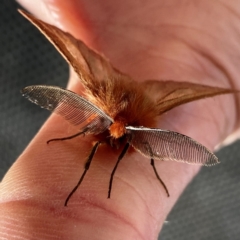 Pterolocera (genus) at Yarrangobilly, NSW - 6 Mar 2022