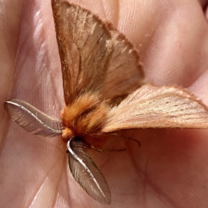 Pterolocera (genus) at Yarrangobilly, NSW - 6 Mar 2022