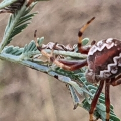 Araneus hamiltoni (Hamilton's Orb Weaver) at Gundaroo, NSW - 6 Mar 2022 by Gunyijan