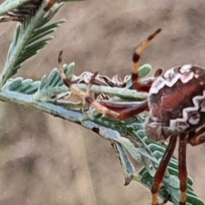 Araneus hamiltoni at Gundaroo, NSW - 6 Mar 2022