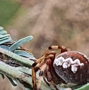 Araneus hamiltoni at Gundaroo, NSW - 6 Mar 2022