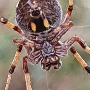 Araneus hamiltoni at Gundaroo, NSW - 6 Mar 2022