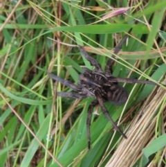 Tasmanicosa sp. (genus) (Unidentified Tasmanicosa wolf spider) at Googong Foreshore - 5 Mar 2022 by SandraH