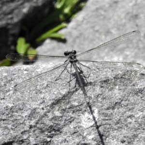 Argiolestidae (family) at Tidbinbilla Nature Reserve - 6 Mar 2022