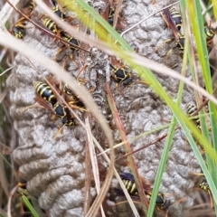 Polistes (Polistes) chinensis (Asian paper wasp) at Monash, ACT - 4 Mar 2022 by SRoss