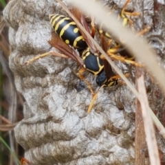 Polistes (Polistes) chinensis at Monash, ACT - 5 Mar 2022 10:49 AM