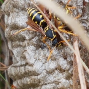 Polistes (Polistes) chinensis at Monash, ACT - 5 Mar 2022