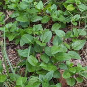 Vinca major at Watson, ACT - 6 Mar 2022 06:21 PM