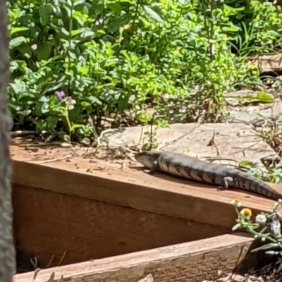 Tiliqua scincoides scincoides (Eastern Blue-tongue) at Watson, ACT - 6 Feb 2022 by AniseStar