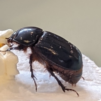 Dasygnathus sp. (Rhinoceros beetle) at Watson, ACT - 27 Feb 2022 by AniseStar