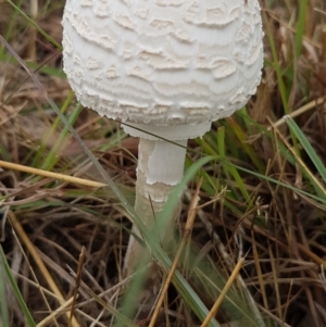 Macrolepiota dolichaula at Monash, ACT - 5 Mar 2022 11:16 AM