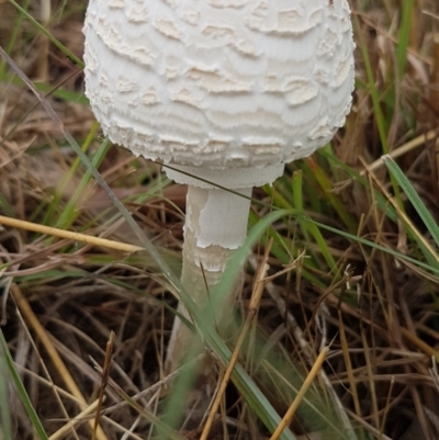 Macrolepiota dolichaula (Macrolepiota dolichaula) at Isabella Pond - 5 Mar 2022 by SRoss