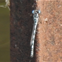 Austrolestes annulosus (Blue Ringtail) at Paddys River, ACT - 6 Mar 2022 by JohnBundock