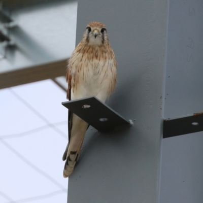 Falco cenchroides (Nankeen Kestrel) at Hume, ACT - 6 Mar 2022 by RodDeb