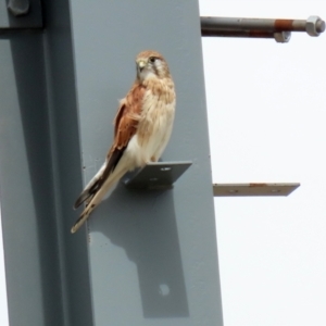 Falco cenchroides at Hume, ACT - 6 Mar 2022
