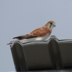 Falco cenchroides at Hume, ACT - 6 Mar 2022