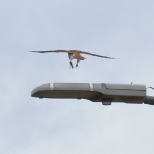 Falco cenchroides at Hume, ACT - 6 Mar 2022