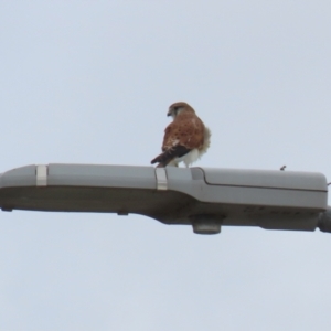 Falco cenchroides at Hume, ACT - 6 Mar 2022