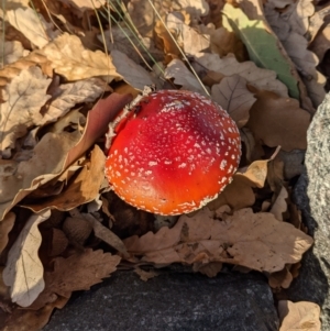 Amanita muscaria at Watson, ACT - 5 Jun 2021