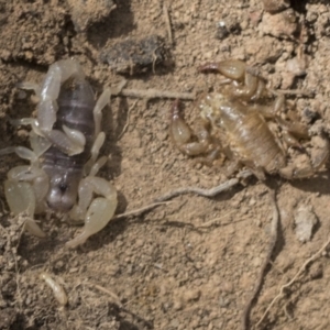 Urodacus manicatus at Bango, NSW - 3 Feb 2022 01:58 PM