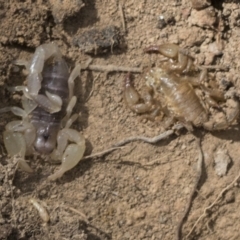 Urodacus manicatus (Black Rock Scorpion) at Bango, NSW - 3 Feb 2022 by AlisonMilton