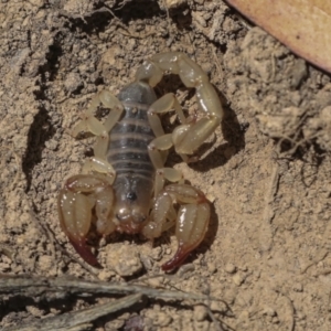 Urodacus manicatus at Bango, NSW - 3 Feb 2022 01:58 PM