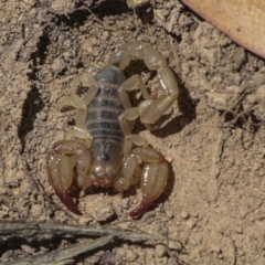 Urodacus manicatus at Bango, NSW - 3 Feb 2022