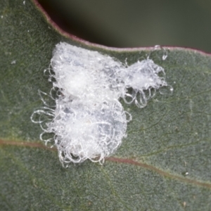 Glycaspis sp. (genus) at Higgins, ACT - 14 Feb 2022