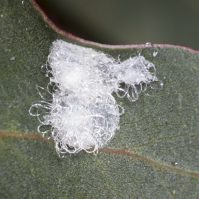 Glycaspis sp. (genus) (Unidentified sugary lerp) at Higgins, ACT - 13 Feb 2022 by AlisonMilton