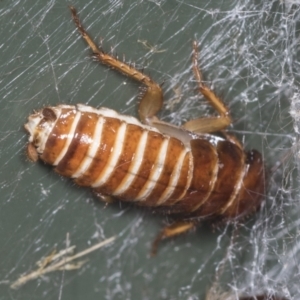 Blattidae sp. (family) at Higgins, ACT - 2 Feb 2022 10:37 AM