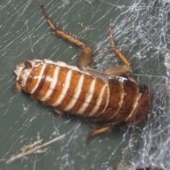Unidentified Cockroach (Blattodea, several families) (TBC) at Higgins, ACT - 1 Feb 2022 by AlisonMilton