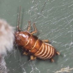 Blattidae sp. (family) at Higgins, ACT - 2 Feb 2022