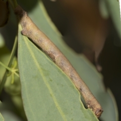 Geometridae (family) IMMATURE (Unidentified IMMATURE Geometer moths) at Bango Nature Reserve - 3 Feb 2022 by AlisonMilton