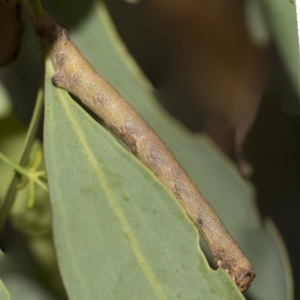 Geometridae (family) IMMATURE at Bango, NSW - 3 Feb 2022