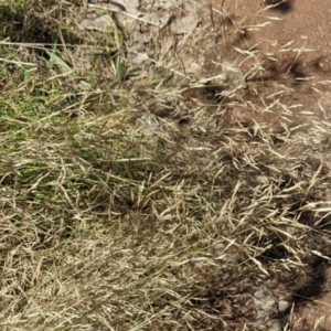 Agrostis capillaris at Hackett, ACT - 27 Feb 2022 03:59 PM