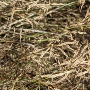 Agrostis capillaris at Hackett, ACT - 27 Feb 2022 03:59 PM