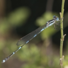 Austrolestes leda (Wandering Ringtail) at Higgins, ACT - 8 Feb 2022 by AlisonMilton