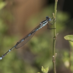 Austrolestes leda at Higgins, ACT - 9 Feb 2022 10:03 AM