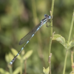 Austrolestes leda at Higgins, ACT - 9 Feb 2022 10:03 AM