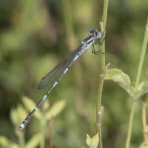 Austrolestes leda at Higgins, ACT - 9 Feb 2022