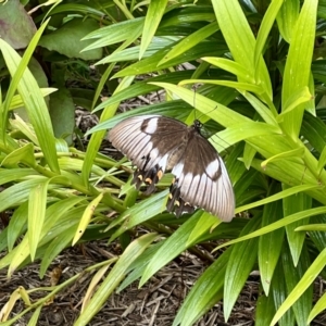 Papilio aegeus at Goulburn, NSW - 12 Feb 2022