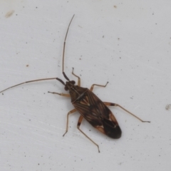 Miridae (family) (Unidentified plant bug) at Higgins, ACT - 13 Feb 2022 by AlisonMilton