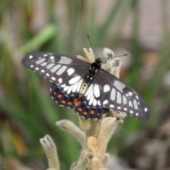 Papilio anactus (Dainty Swallowtail) at Hughes, ACT - 6 Mar 2022 by ebristow